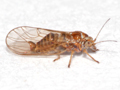 Cacopsylla melanoneura